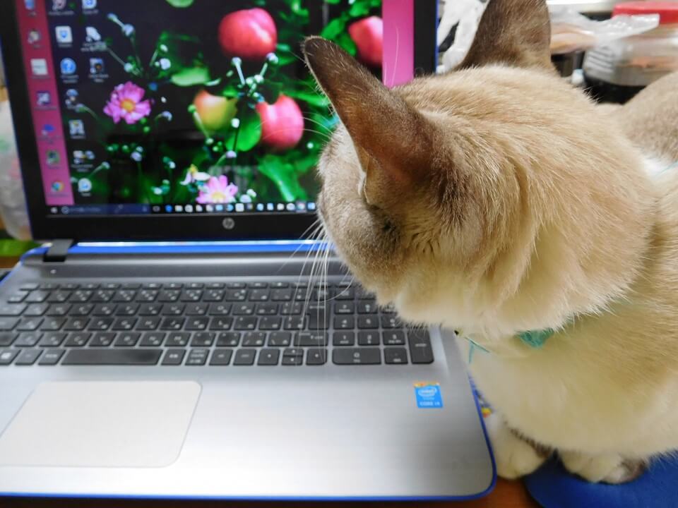 買ってはいけないノートパソコン 初心者が買いがちなハズレノートパソコンまとめ Pc ガジェットアイテムをシェアしよ 口コミや評判から各機比較検討まで